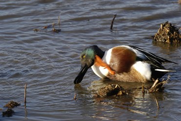 Shoveller Duck, RSPB Minsmere, Suffolk Coast